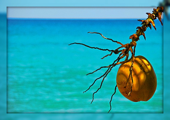 http://www.best-of-oahu.com/images/Oahu-Beaches-Coconut.jpg