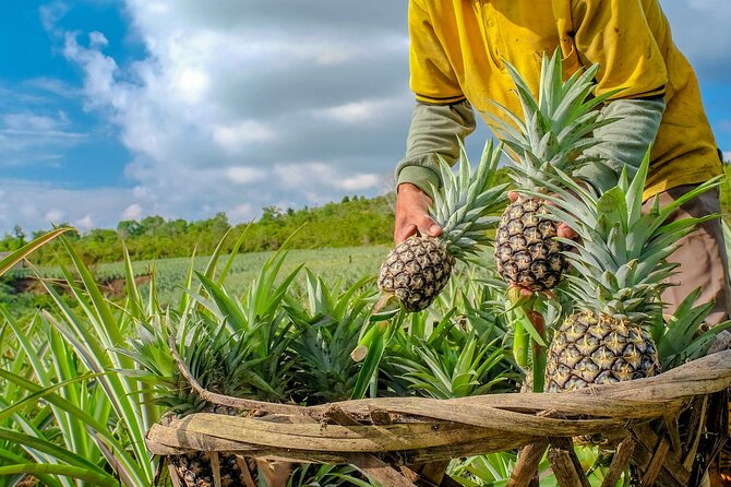 Dole Pineapples Field