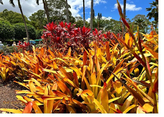 Oahu Botanical Gardens. This is a tropical garden located at the Dole Plantation in the North Shore.