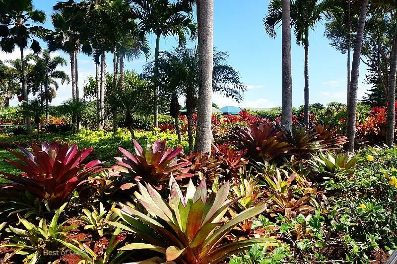 The Dole Plantation Gardens encompass a vibrant and lush landscape, showcasing a variety of tropical plants, vibrant flowers, and towering palm trees, offering visitors a serene and picturesque setting to explore and enjoy.