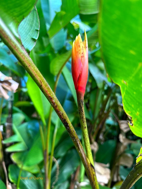Dwarf Heliconia Golden Torch Flower