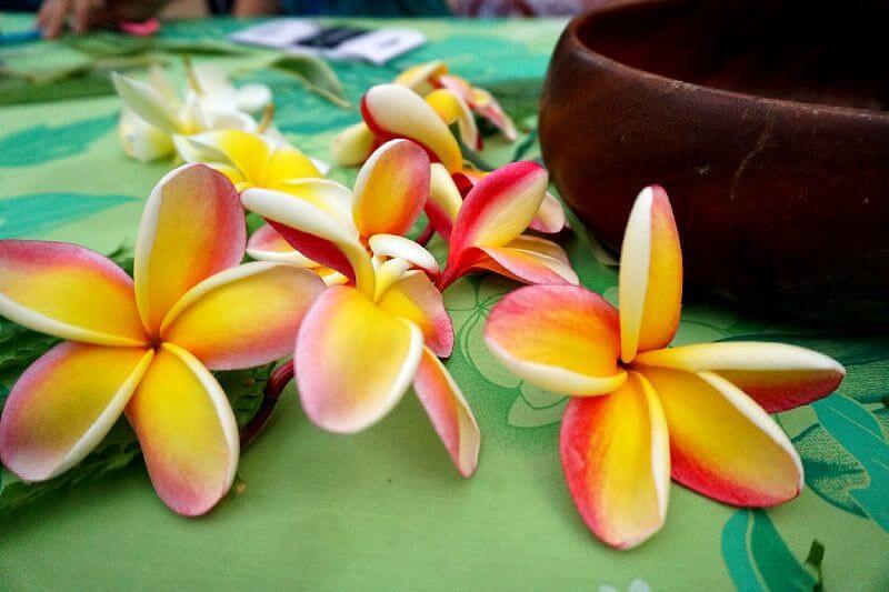 The Germaine's Luau Plumeria refers to the fragrant and vibrant tropical flowers that often adorn the venue, adding a touch of natural beauty to the ambiance at Germaine's Luau in Kapolei, Hawaii.