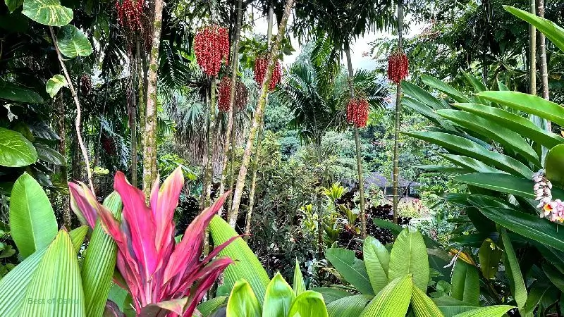 Haiku Gardens in Kaneohe... surrounding tropical gardens.