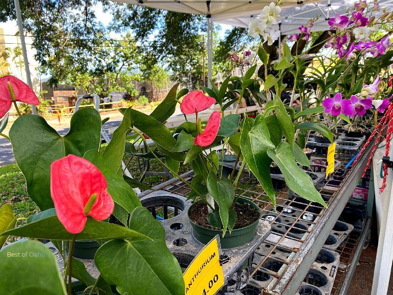 Haleiwa Farmers Market Haleiwa Farmers Market