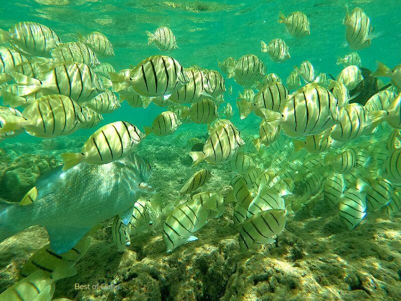 Hanauma Bay School of Fish The Hanauma Bay School of Fish is a mesmerizing underwater spectacle featuring a diverse congregation of marine life in the renowned Hanauma Bay Nature Preserve in Honolulu, Hawaii.