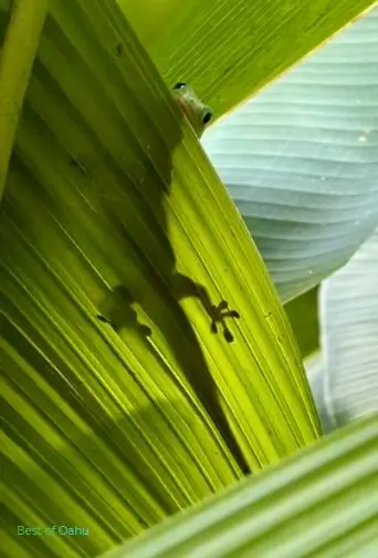 Hawaiian Gecko hanging out on a fern leaf.