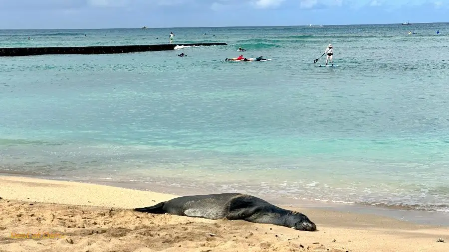 Hawaiian Monk Seal on Waikiki Beach Hawaiian Monk Seal on Waikiki Beach