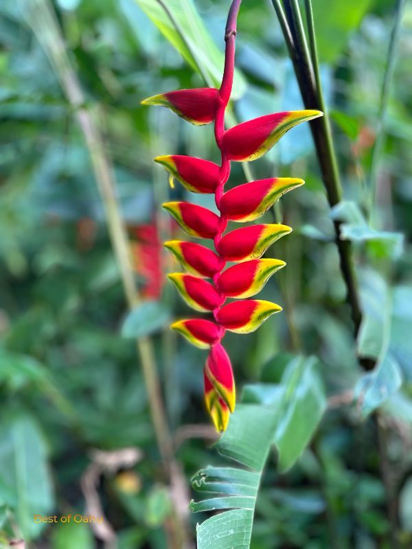 Heliconia Lobster Claw Flower