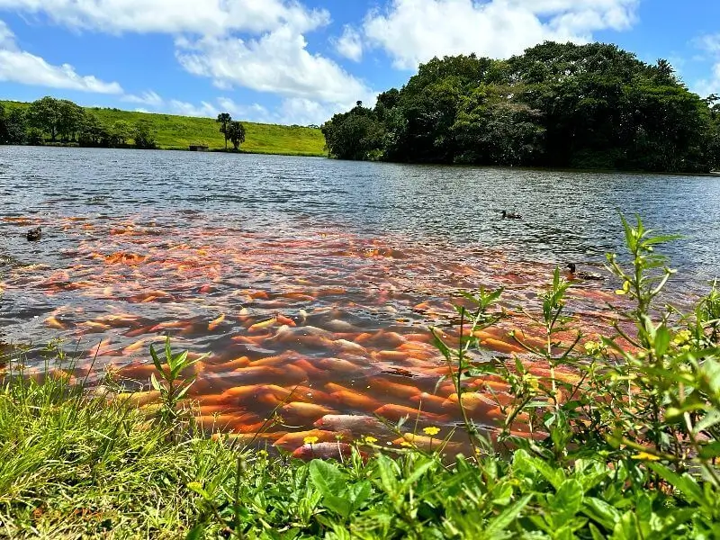 Hoomaluhia-Botanical-Garden-Koi-Fish