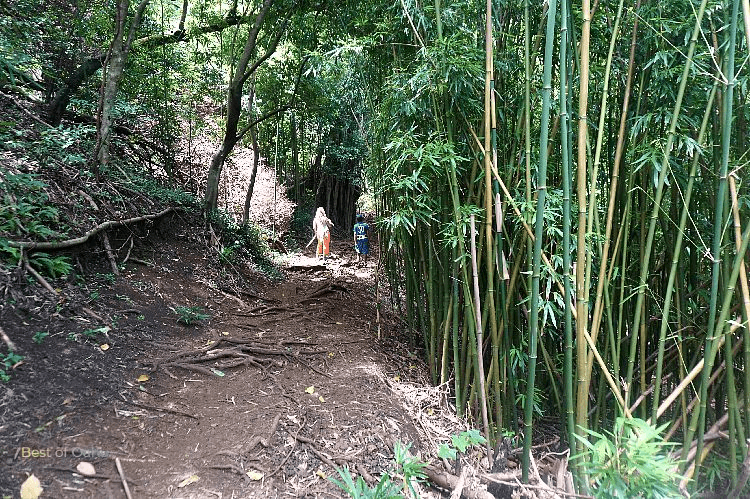 The Judd Trail Bamboo is a stunning and immersive natural feature along the trail, where hikers can walk through towering bamboo groves, creating a unique and enchanting experience.