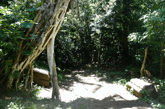 The Judd Trail Opening refers to the entrance point where hikers can access the Judd Trail in Hawaii, offering a scenic path through lush forested areas.