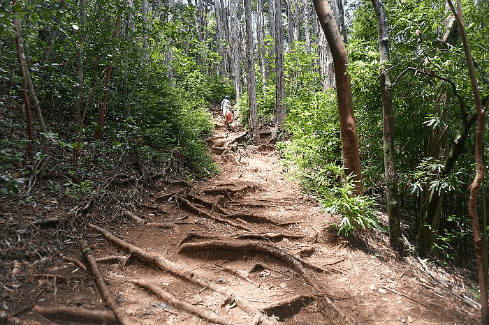 The Judd Trail Root Steps are a unique and natural staircase formed by the exposed roots of trees, providing hikers with a challenging yet rewarding ascent through the lush forest.