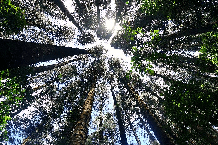 The Judd Trail Tall Pine Trees are magnificent and towering, creating a peaceful and enchanting atmosphere along the trail, offering shade and a sense of serenity to hikers.