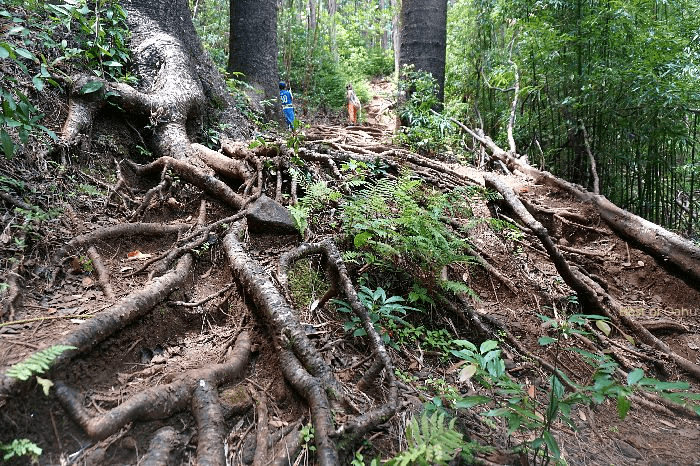 The Judd Trail Tree Roots create a fascinating and intricate natural pathway, intertwining with the trail and adding a sense of adventure and connection to the surrounding forest.