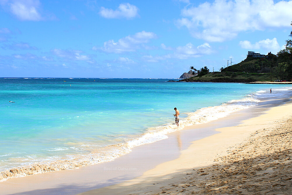 does kailua beach allow dogs