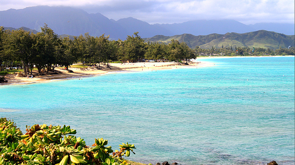 does kailua beach allow dogs