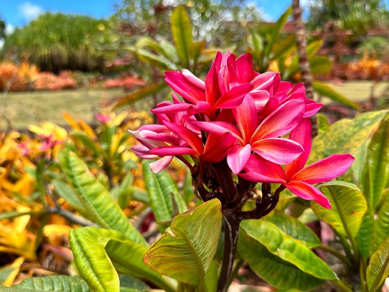 Koko Crater Botanical Garden Koko Crater Botanical Garden