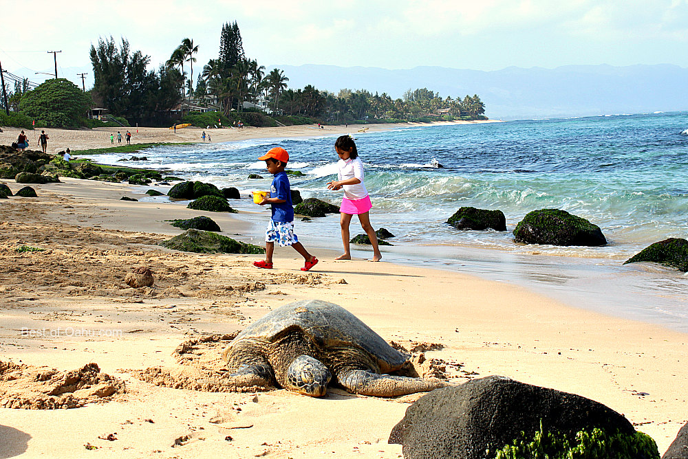 Laniakea Beach - Popularly Known as Turtle Beach