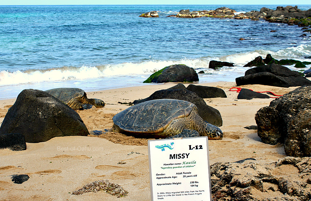 Turtle Beach - Head to the North Shore to See Green Sea Turtles in Their  Element – Go Guides