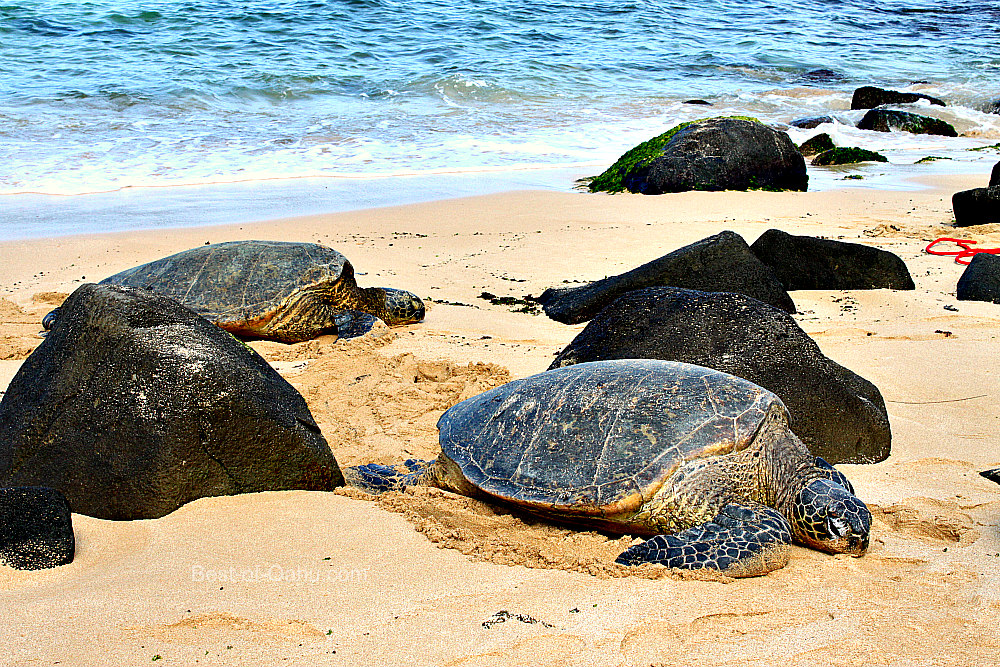 Laniakea Beach Better Known As Turtle Beach On The North Shore - 