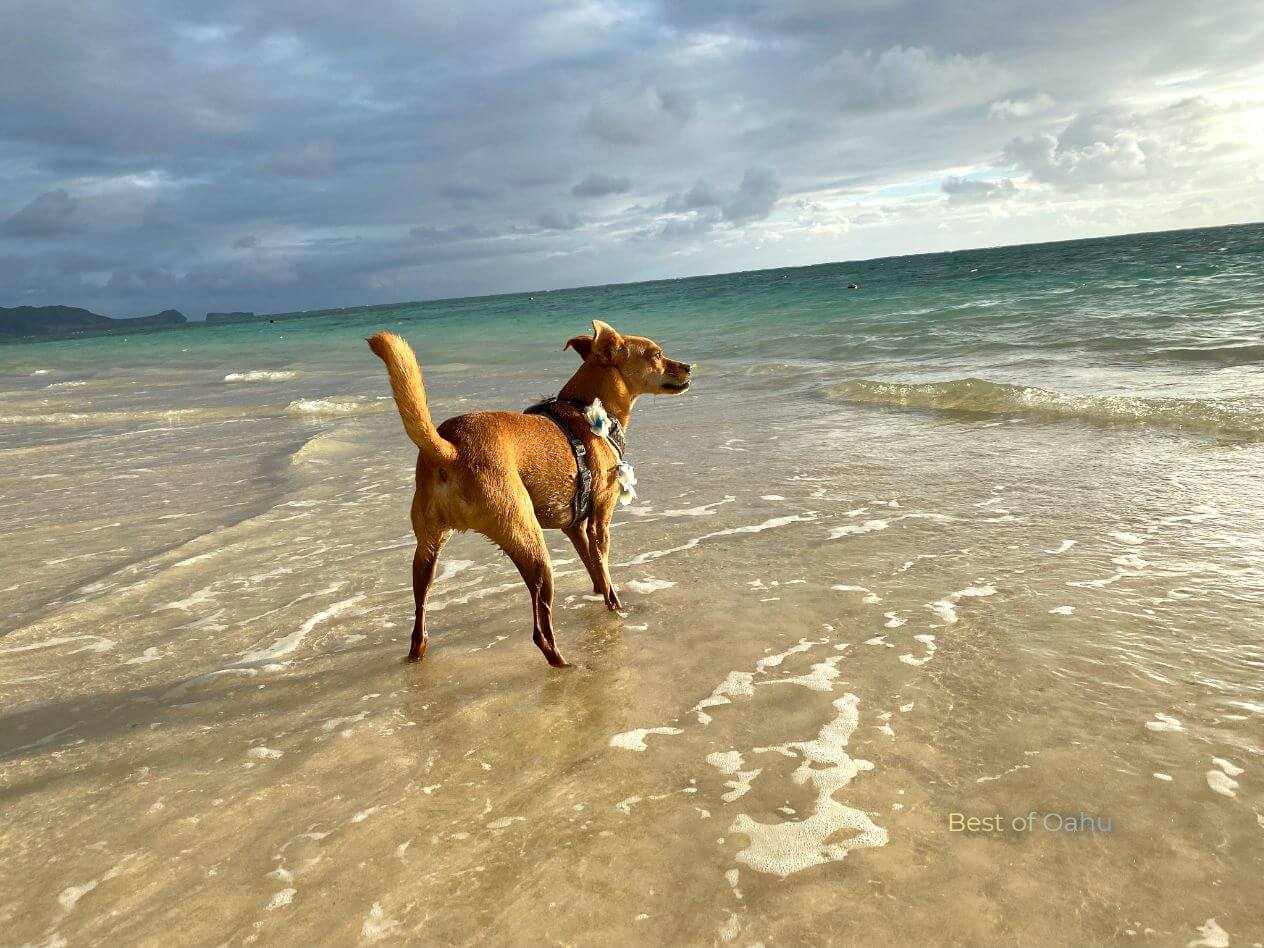 Lanikai Beach Dog