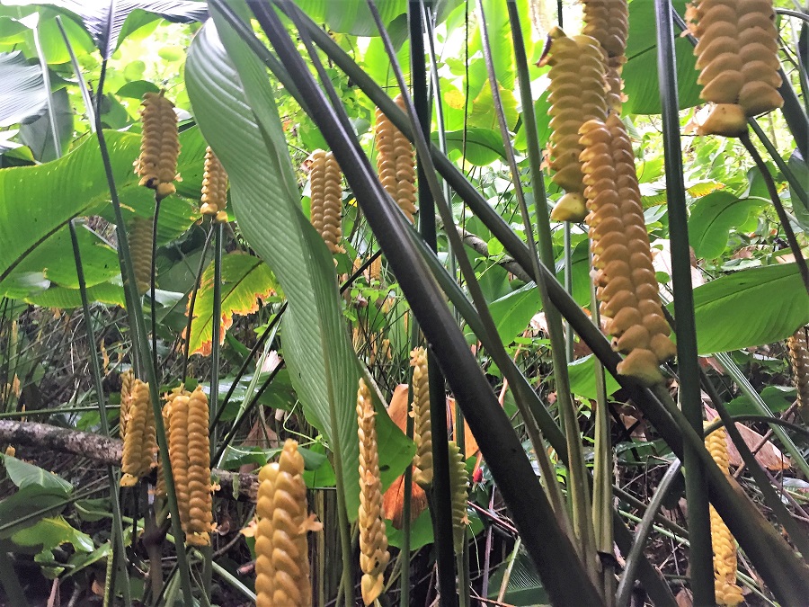 Likeke Falls Ginger Flowers Likeke Falls Ginger Flowers