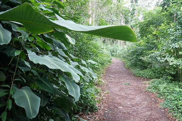 Likeke Falls Trail Likeke Falls Trail