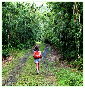 Lulumahu Falls Hike Lulumahu Falls Hike