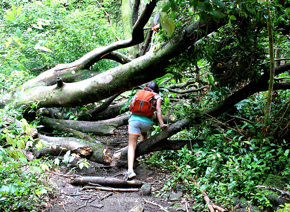 Lulumahu Falls Hiking Trail Lulumahu Falls Hiking Trail