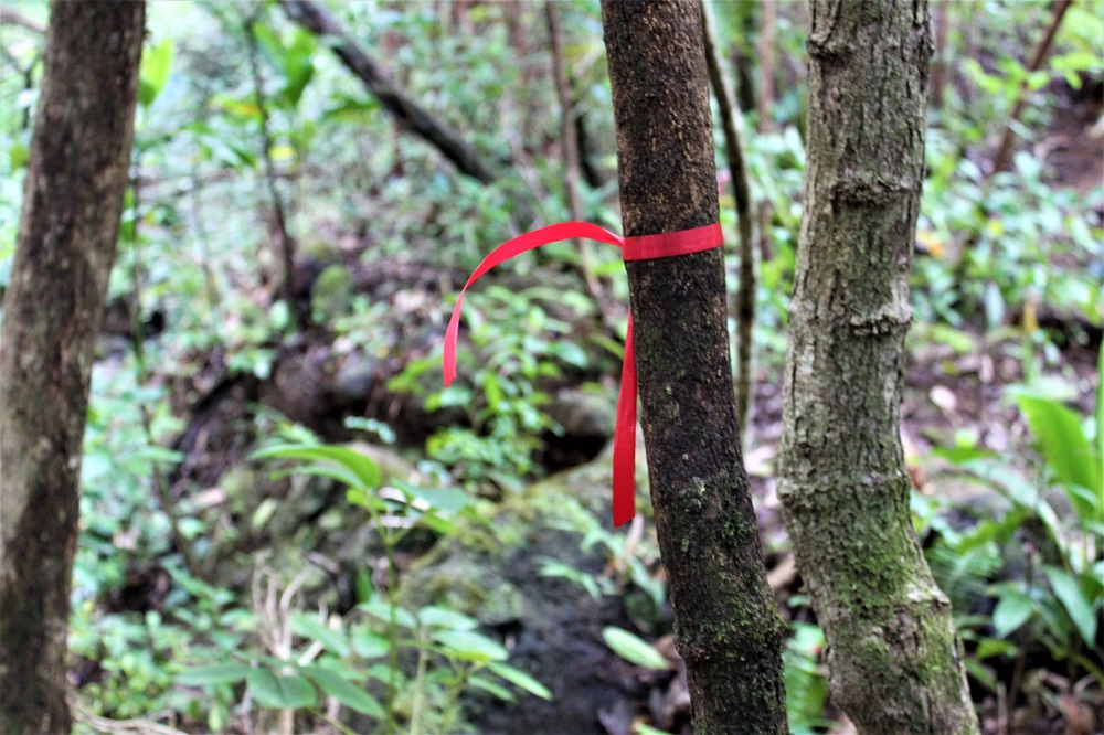 Lulumahu Falls Hiking Ribbons Lulumahu Falls Hiking Ribbons