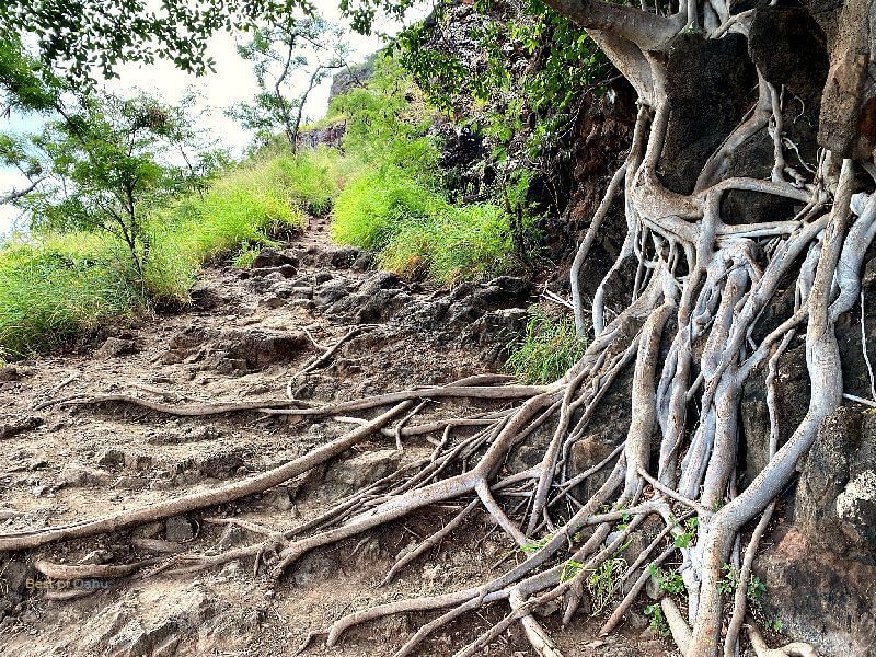 Maili Pillbox Trail Tree Roots