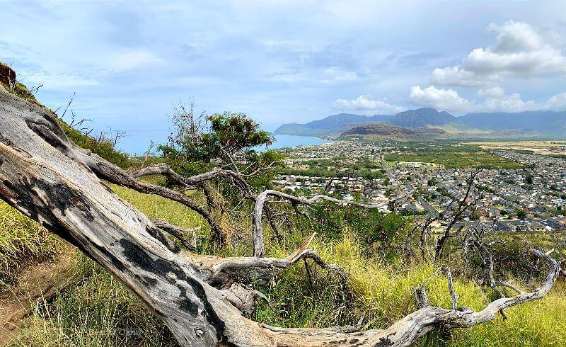Maili Pillbox Hike Tree Sculpture