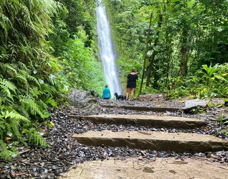 Manoa-Falls-Hike-3 Manoa-Falls-Hike-3