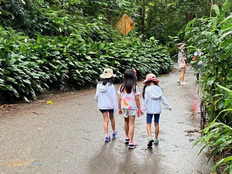The Manoa Falls Trail is a picturesque hike located in Manoa Valley, Honolulu, offering a lush and verdant tropical rainforest experience and leading to a stunning 100-foot waterfall. 🌿🏞️🌺
