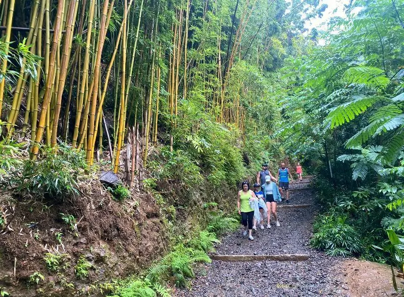 The Manoa Falls Valley is a picturesque and verdant paradise nestled within the heart of Oahu, offering a serene and breathtaking natural landscape. 🌿🏞️🌺