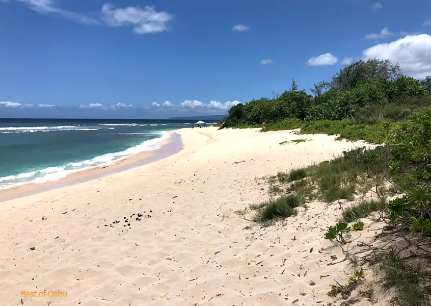 Explore Best Oahu North Shore Beaches Waimea to Laniakea Beach