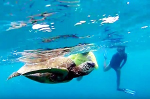 The North Shore Snorkeling Tour offers an exhilarating and immersive experience, allowing participants to explore the vibrant underwater world of Oahu's North Shore and encounter diverse marine life in their natural habitat.