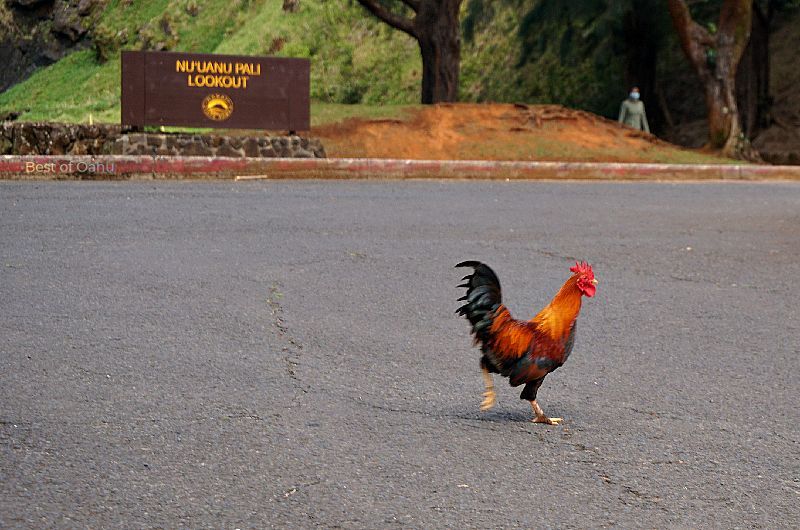 Nuuanu Pali Lookout Entrance