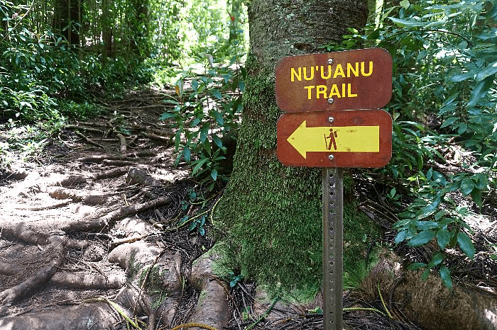 The Nuuanu Trail Sign marks the junction where hikers transition from the Judd Trail to the Nuuanu Trail, embarking on a more challenging incline with technical terrain and stunning views.