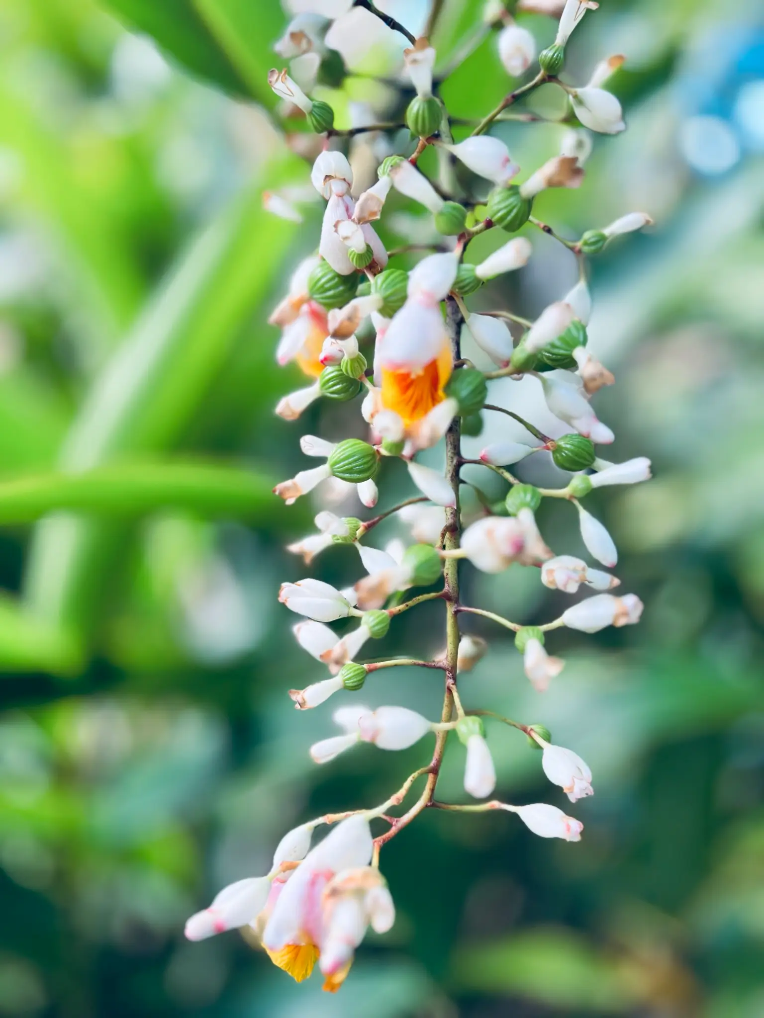 Oahu Botanical Garden Shell Ginger