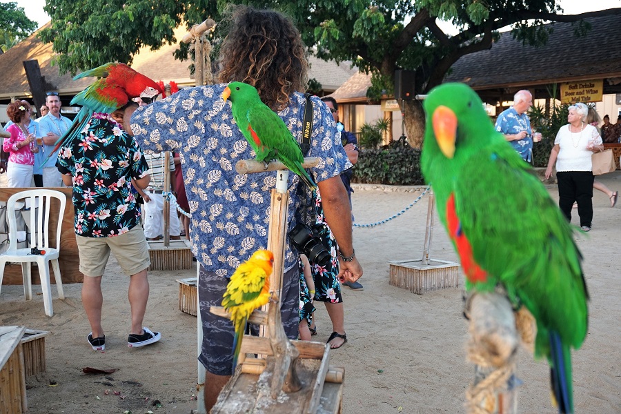 Paradise Cove Tropical Birds