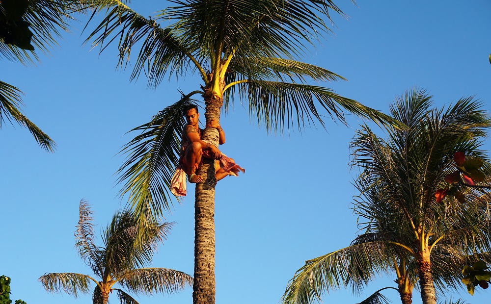Paradise Cove Coconut Trees