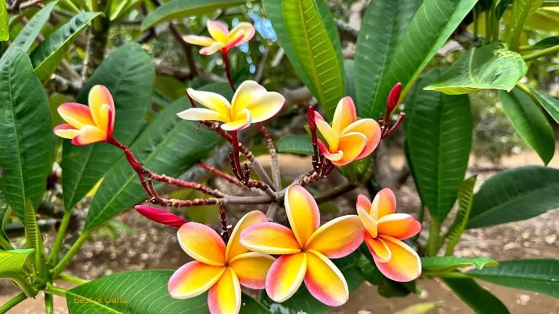 Rainbow Plumeria Tree in the Koko Head Botanical Gardens