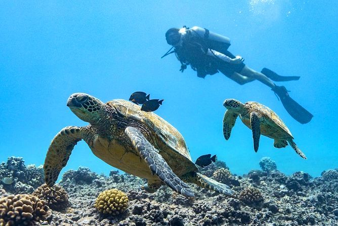 Oahu Scuba Diver With Sea Turtles