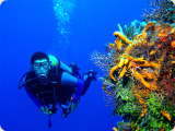 Scuba Diving In Hawaii
