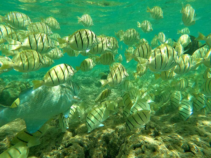 Best Snorkeling in Oahu The Ultimate Underwater Guide