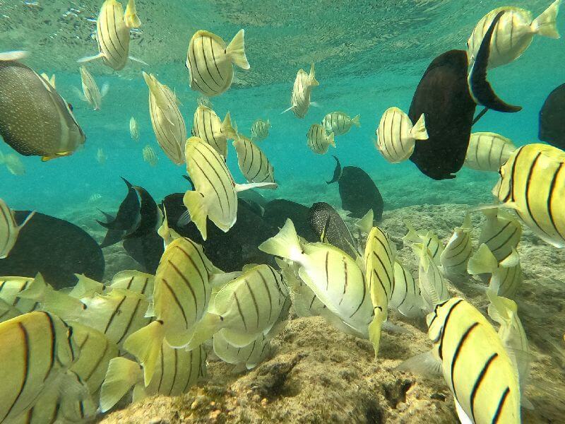 Snorkeling-In-Oahu-Fish Snorkeling-In-Oahu-Fish