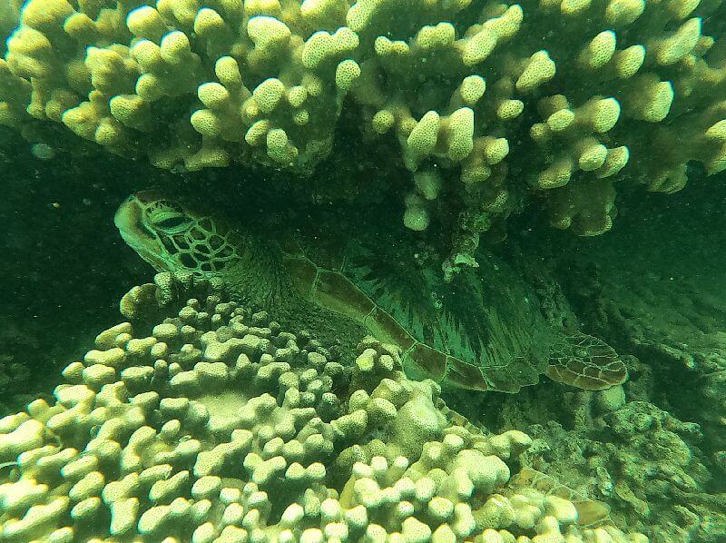 Snorkeling Turtle Reef at the Kaneohe Sandbar. Green Sea Turtle resting in a reef cove.