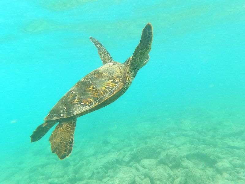 Best Snorkeling in Oahu The Ultimate Underwater Guide