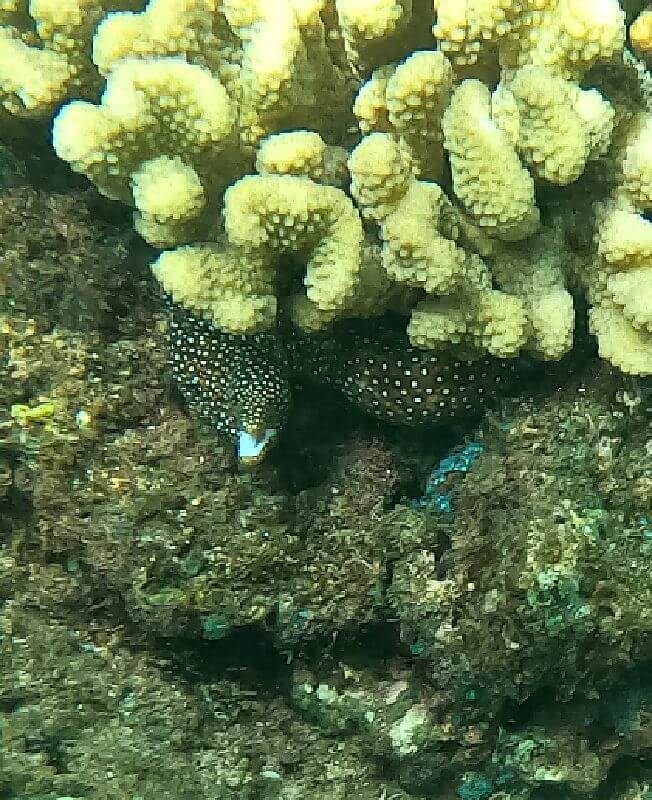 Snorkeling Three Tables Moray Eel